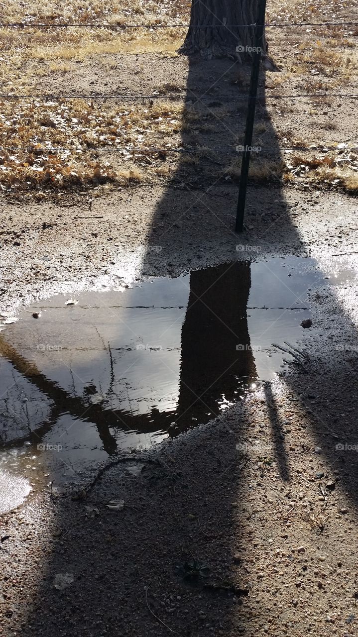 Tree and Barbed Wire Reflection
