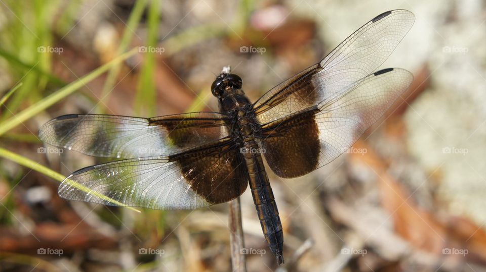 Dragon fly