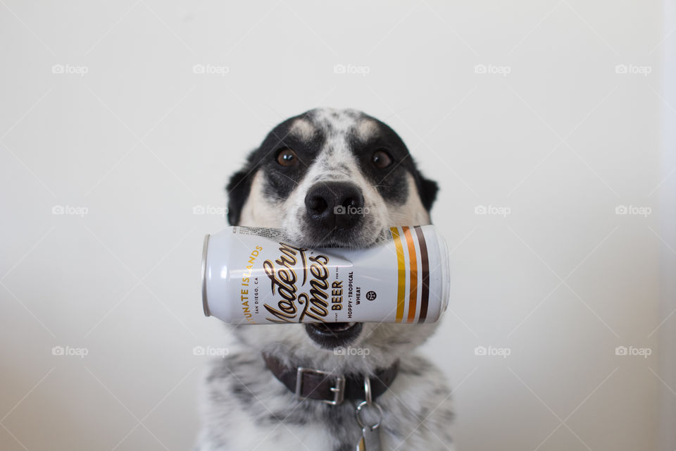 Dog beer