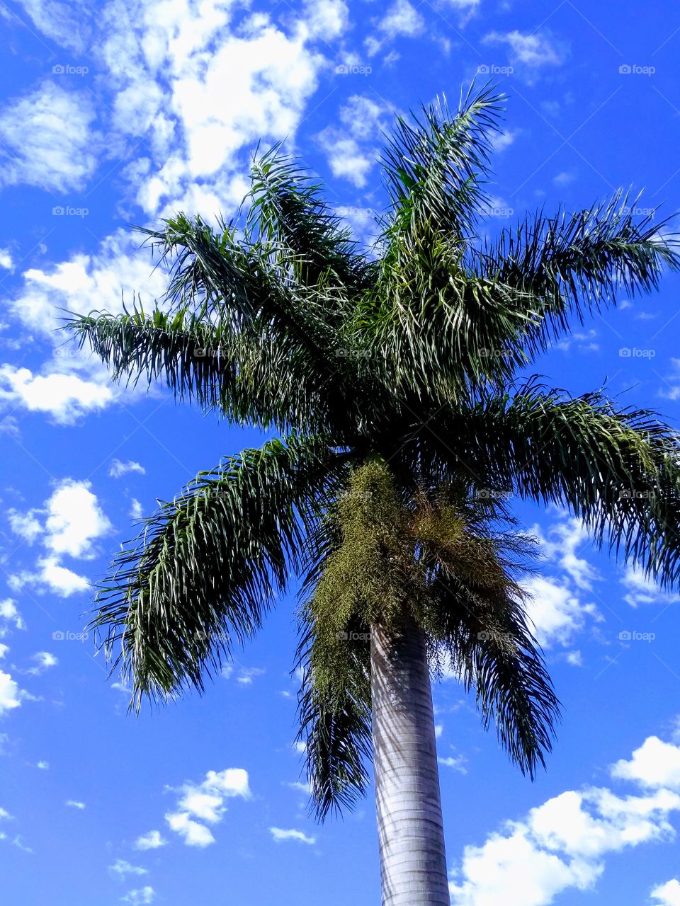 Palm, No Person, Tree, Sky, Summer