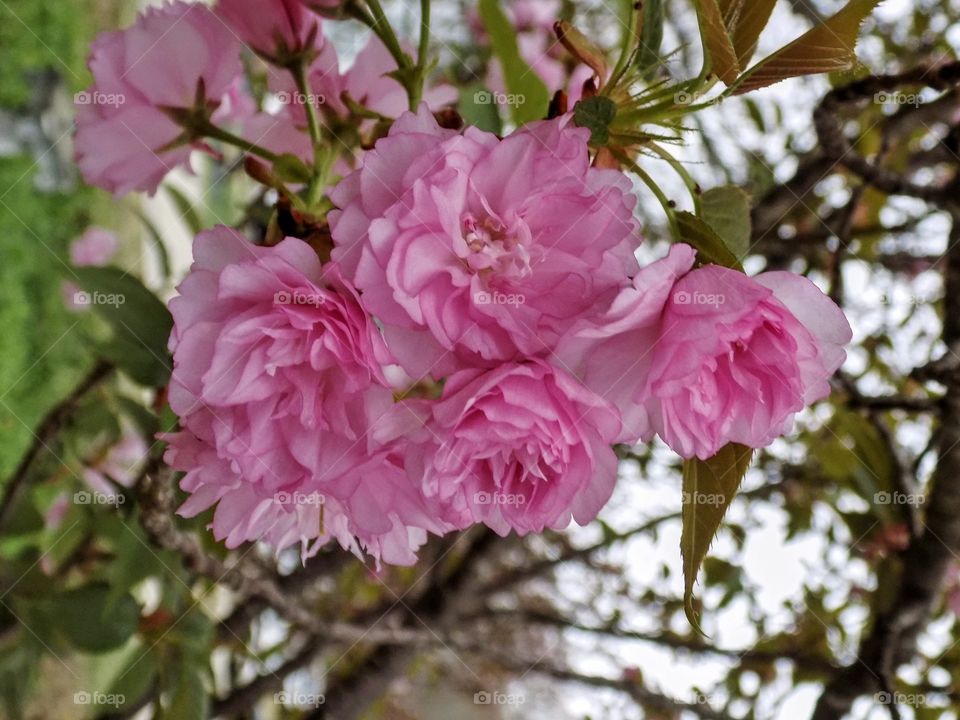 Cherry Blossom in Bloom