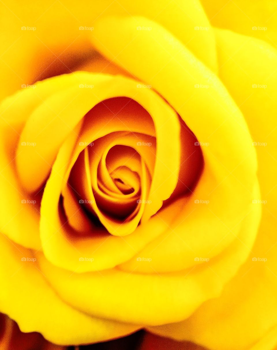 Yellow spray rose
