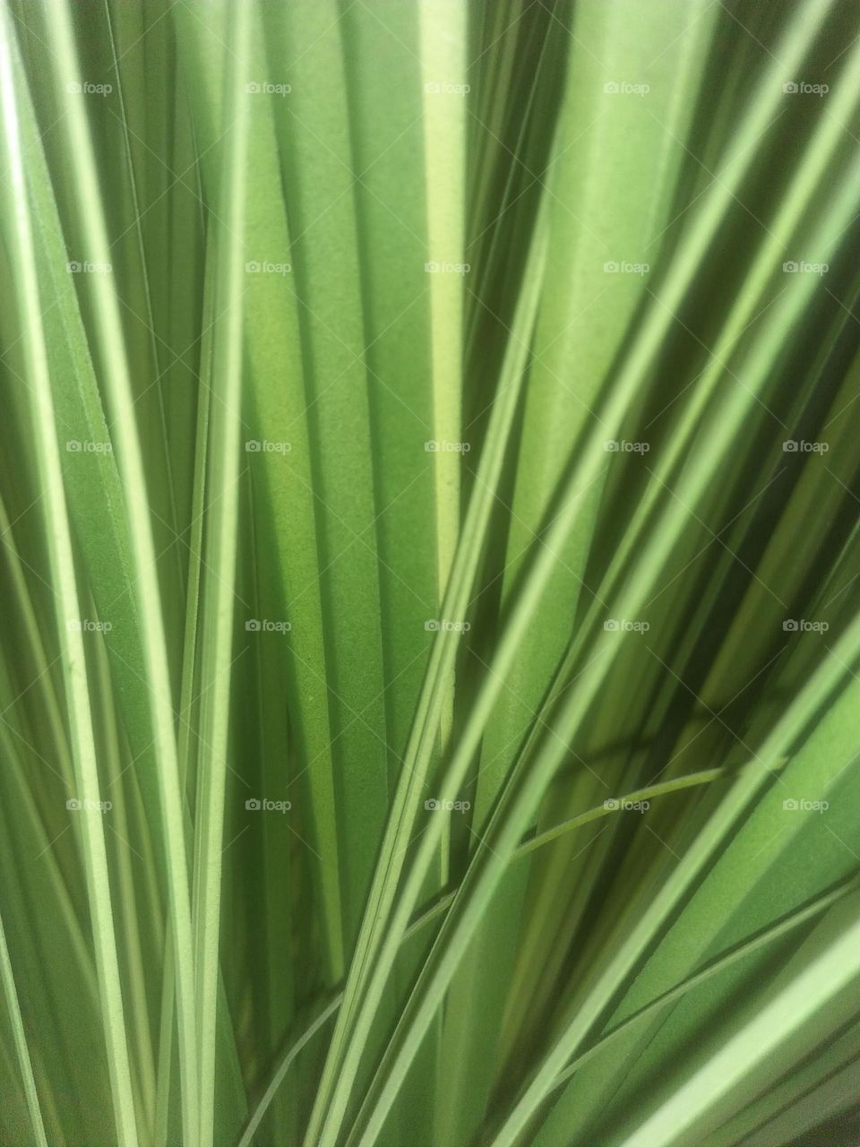 Beautiful green leaves of a palm tree.