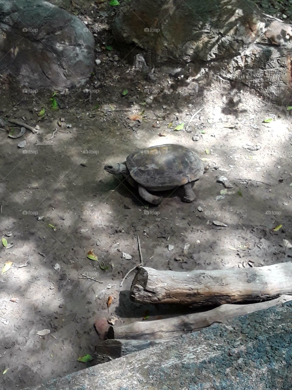 turtle