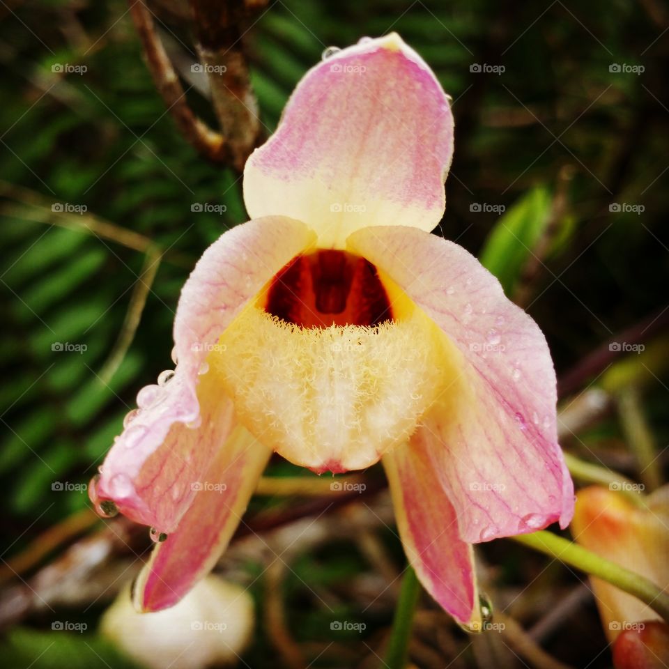 Orchid Flower