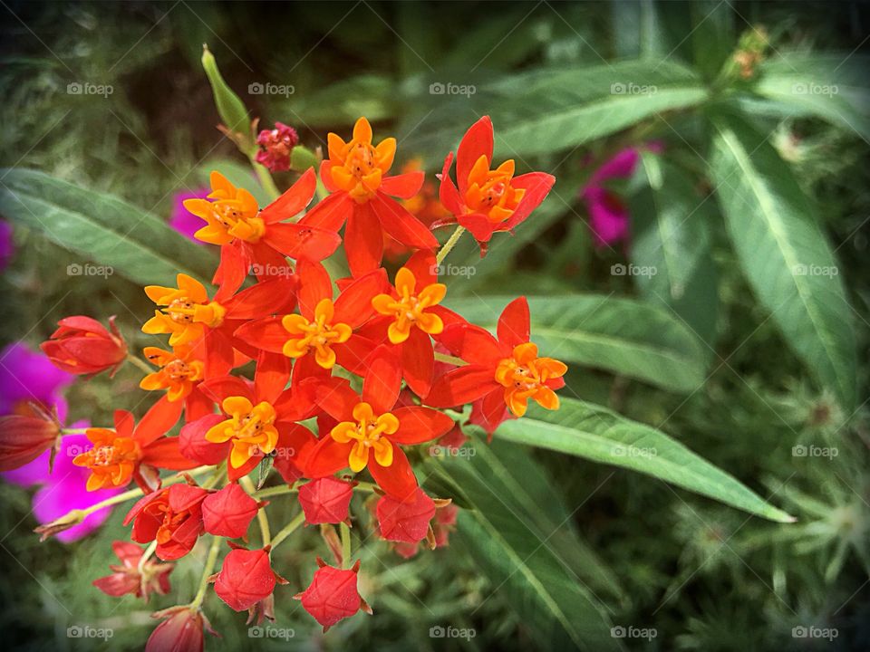 Orange milkweed 