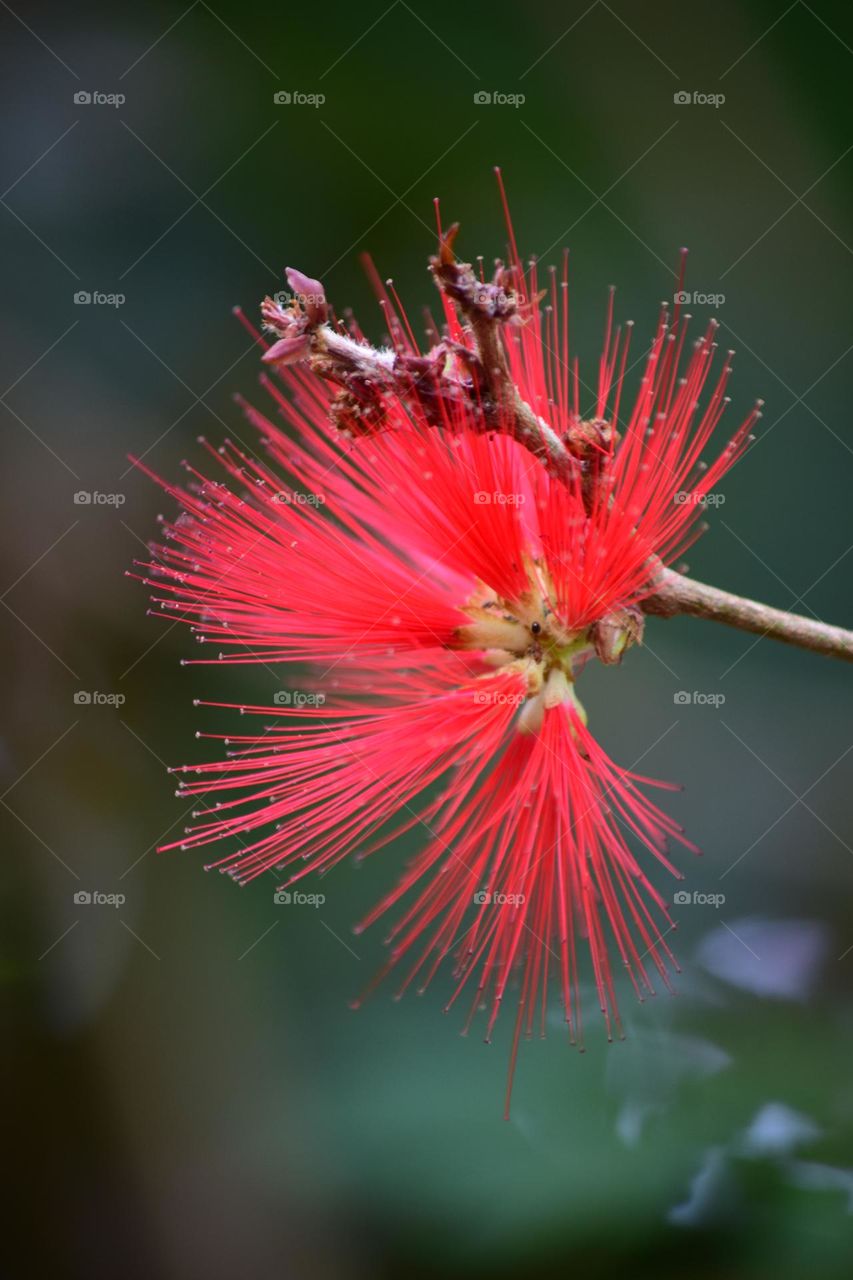 Calliandra