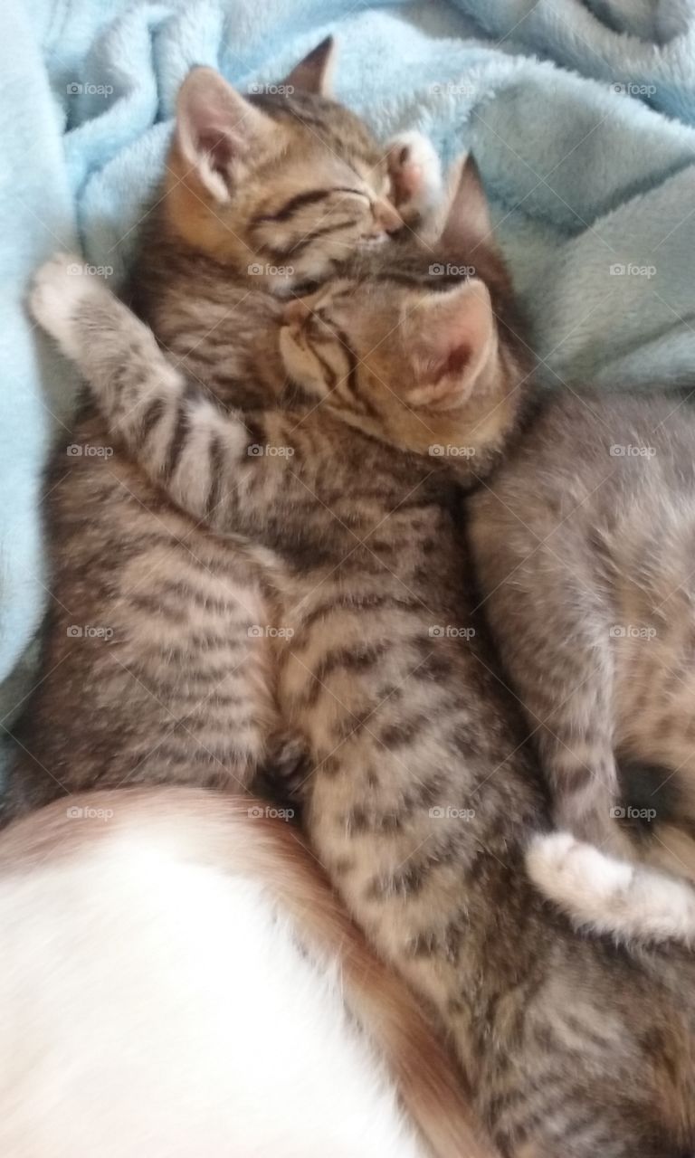 kitty snuggles