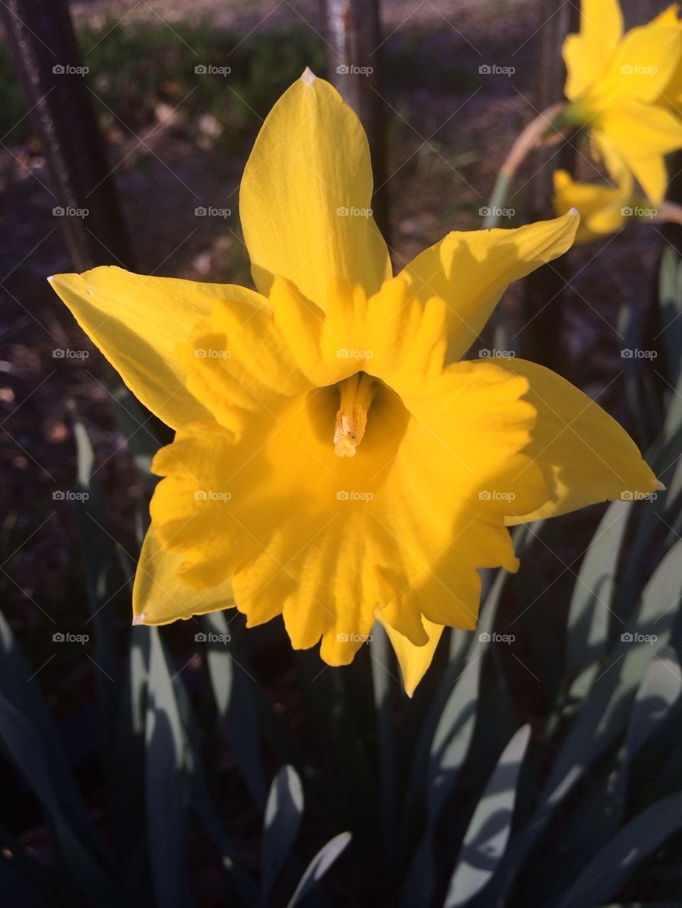 Daffodil