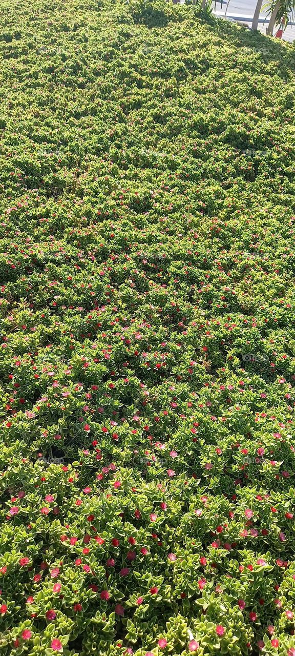 Red rose and green grass