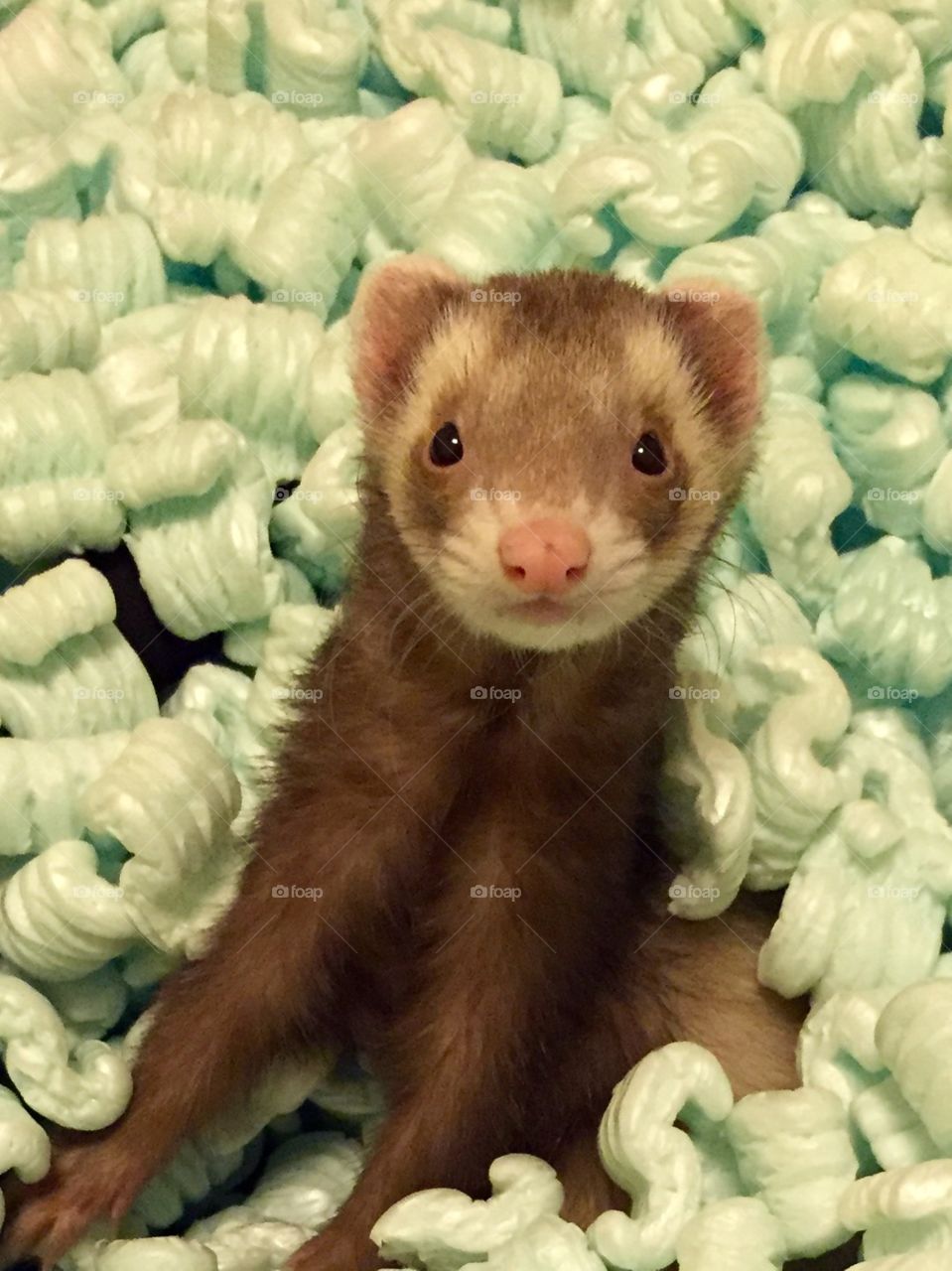 Playful ferret
