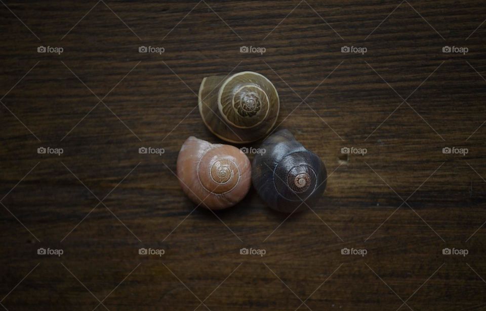 Close up of 3 gorgeous spiral shells in various colors using dslr camera 