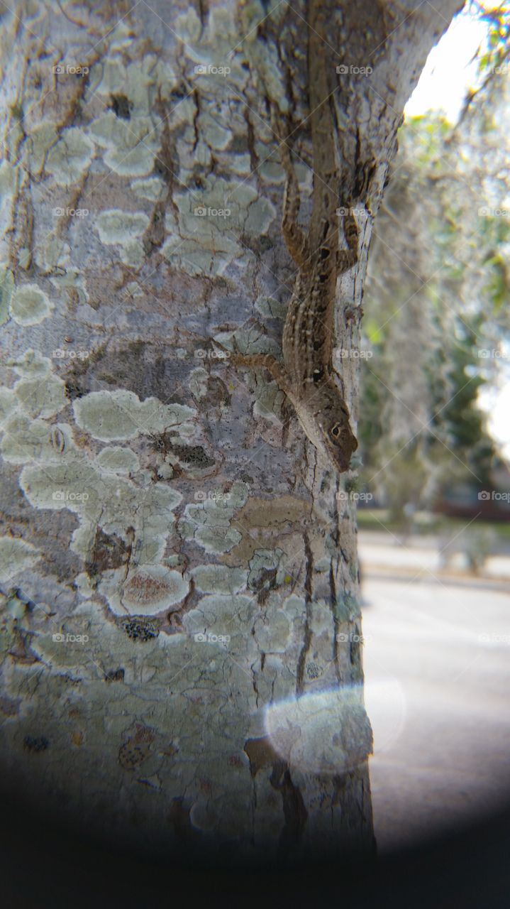 Lizard in tree