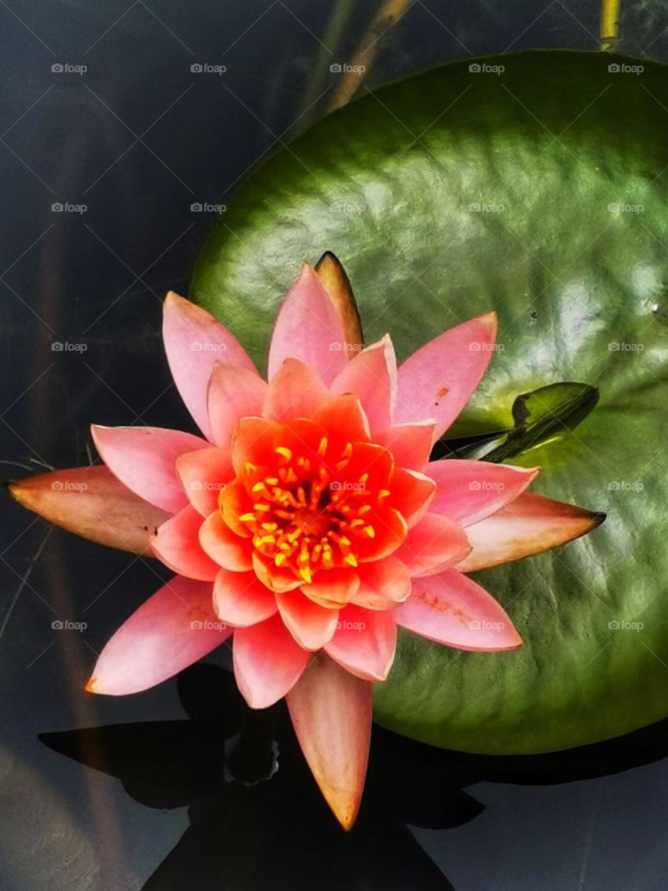 Flower leaves river lotus