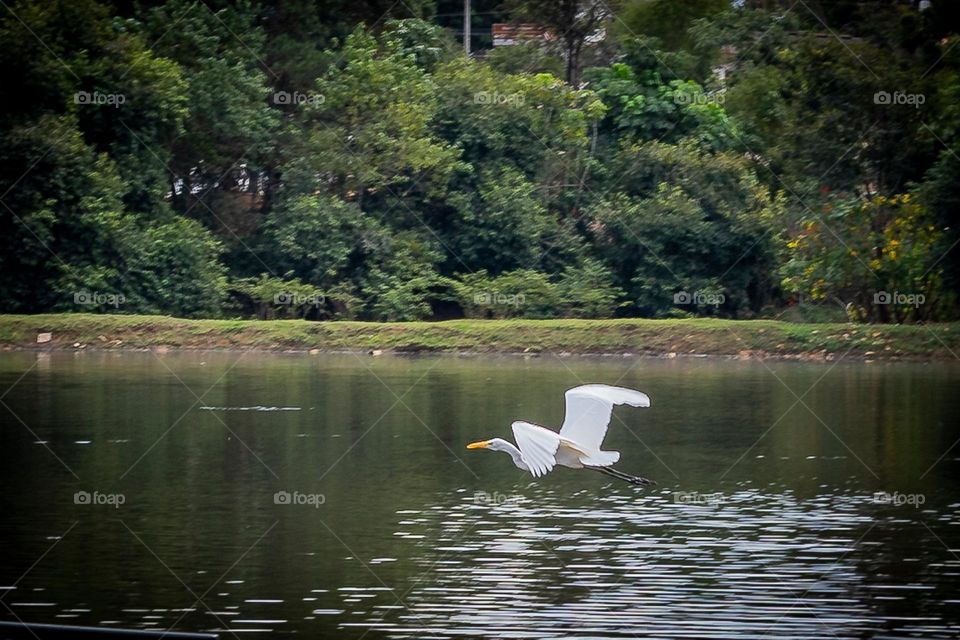 Garça voando