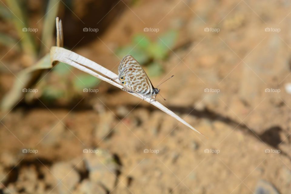 Lang's short-tailed blue or Common zebra blue (Leptotes pirithous)