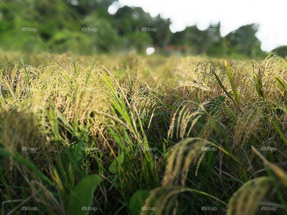 paddy field