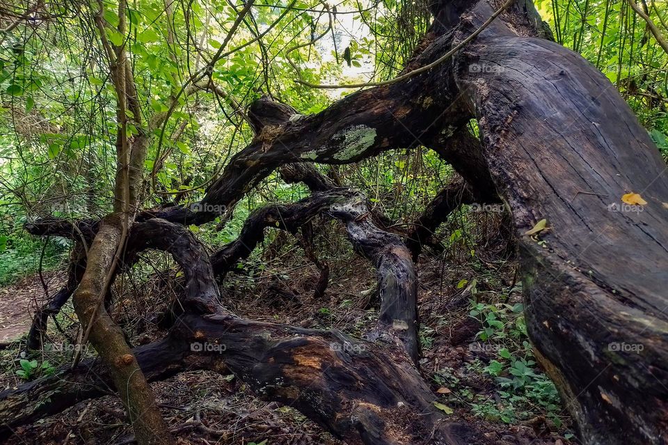 Large branch of a tree with moss in the middle of a green and humid tropical forest
