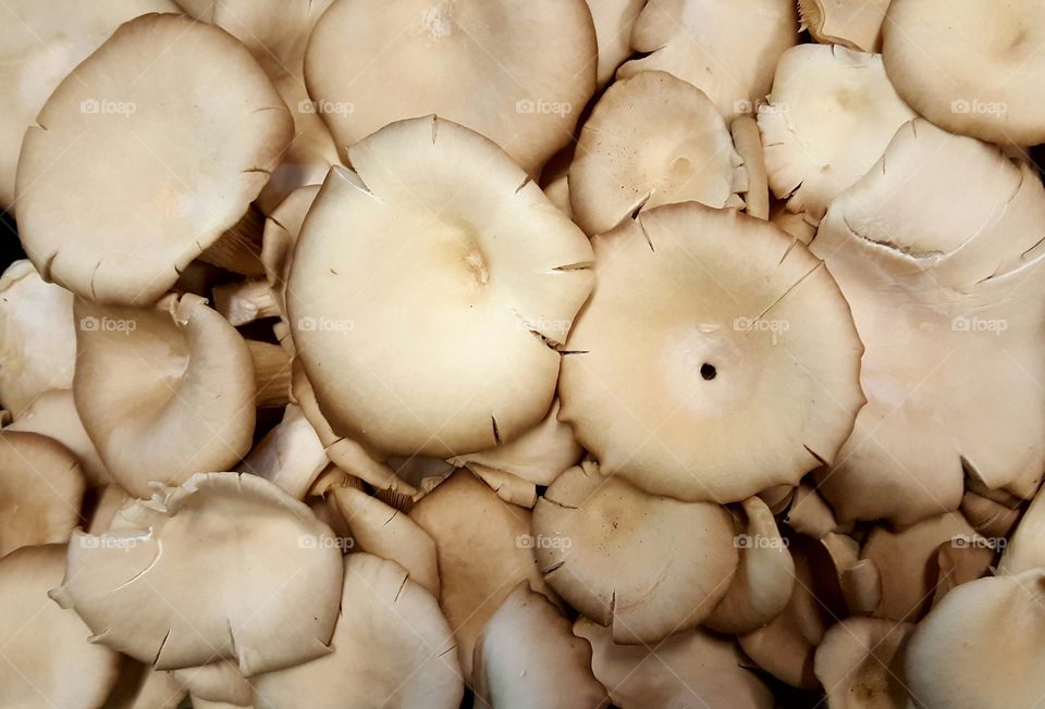 Close-up of oyster mushrooms