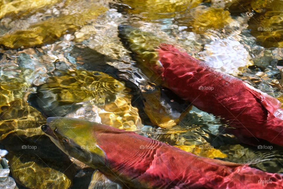 Sockeye Salmon