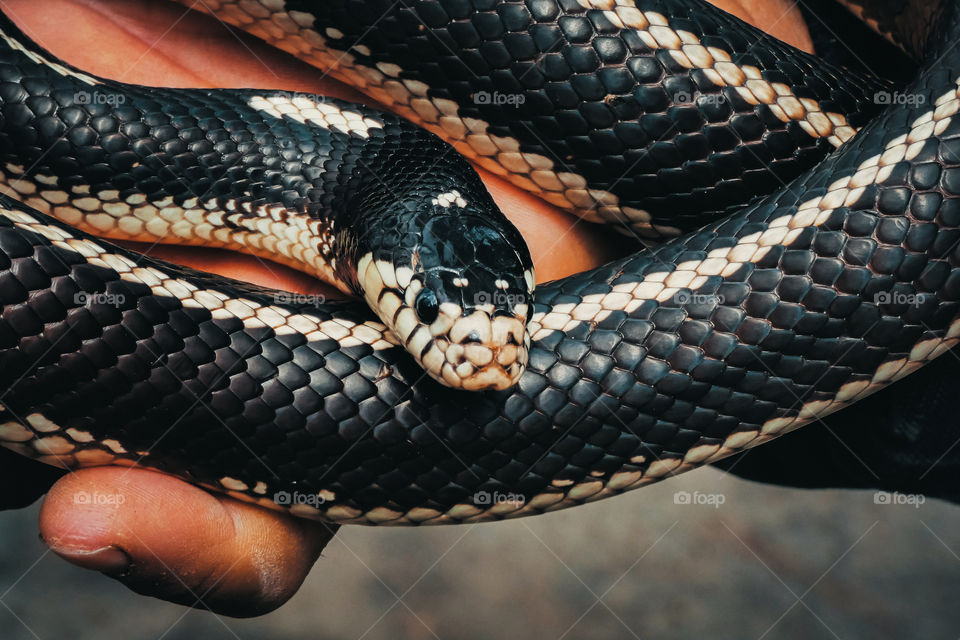 Captive King Snake