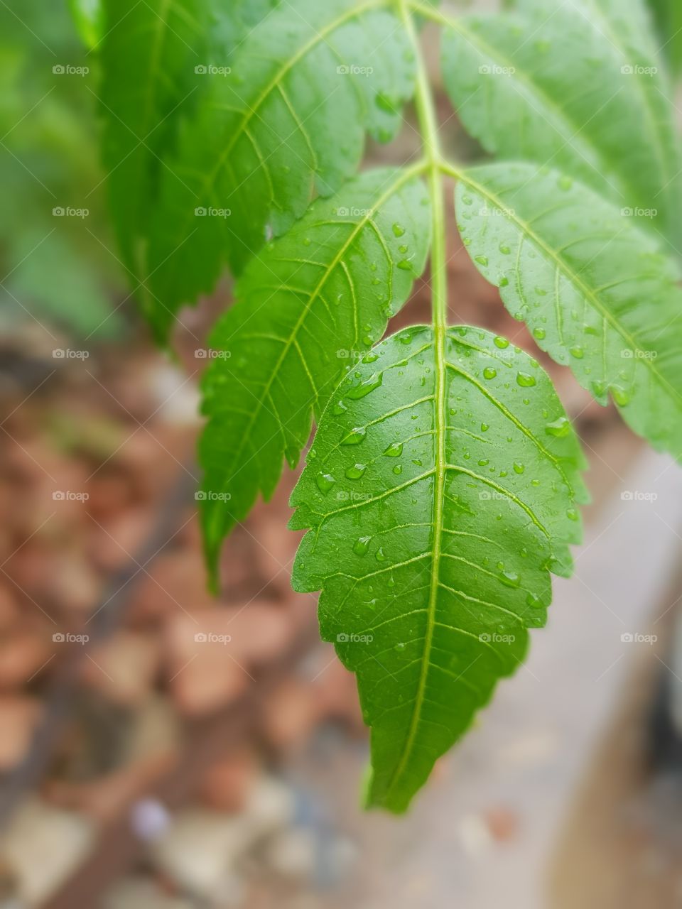 rain on leaves