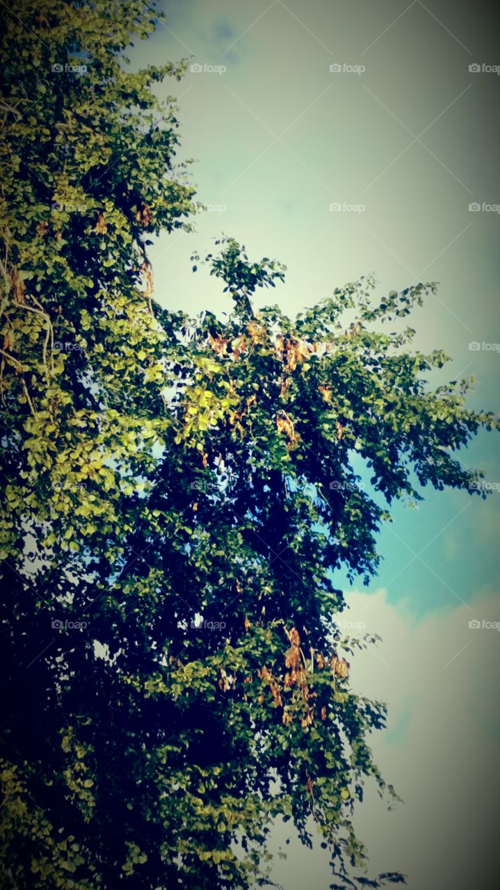 A TREE BEFORE ME AND MY CAMERA EYE.  HOW COULD I NOT CLICK AND SNAP, A PICTURE OF BEAUTY , A TREE WITH COLORS THAT LOOK LIKE AUTUMN AND SPRING MIXED IN FRONT OF ME AND MY CAMERA EYE .