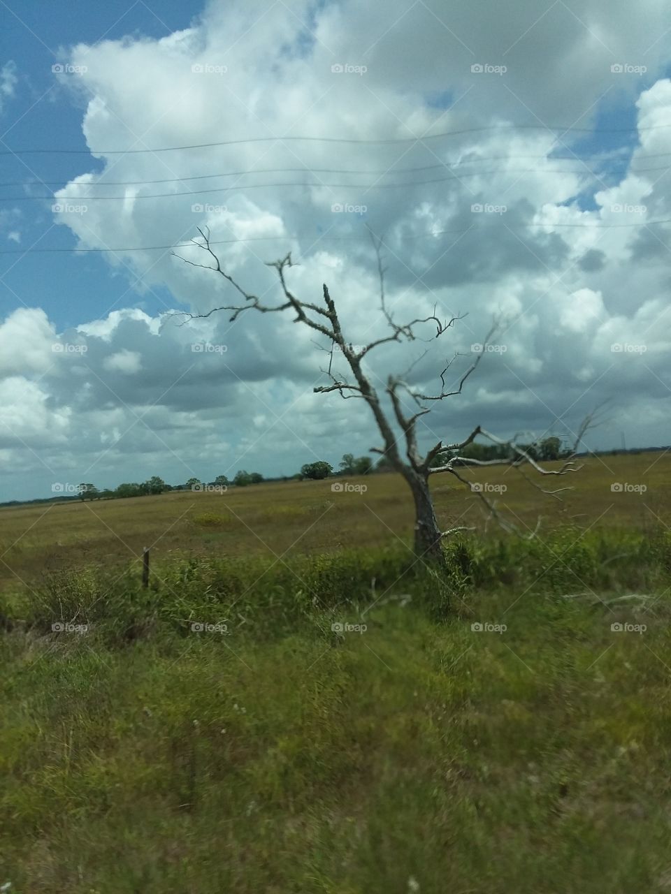 dead tree