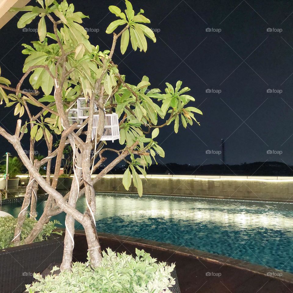 swimming pool atmosphere with plants on the edge at night
