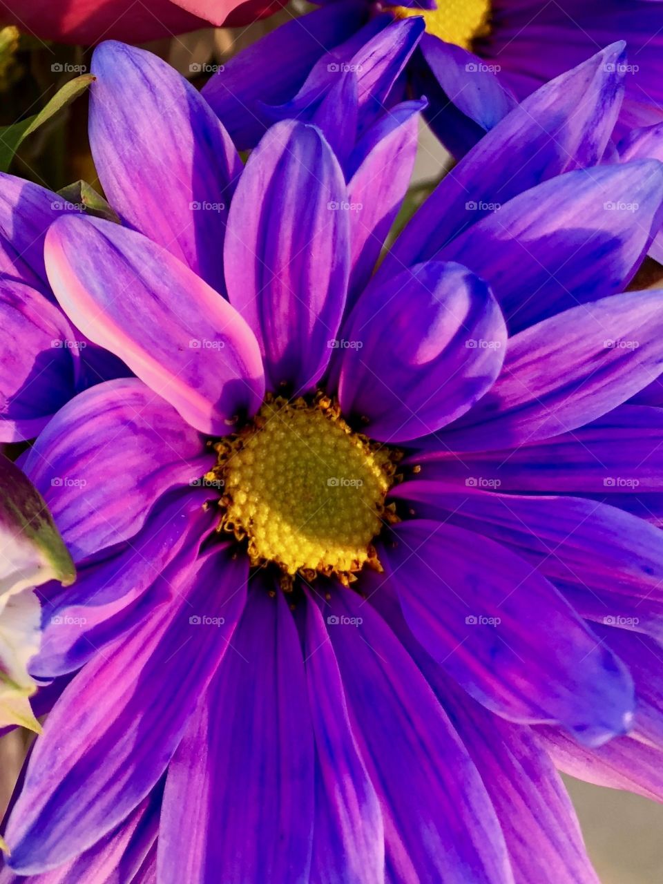 Purple flower