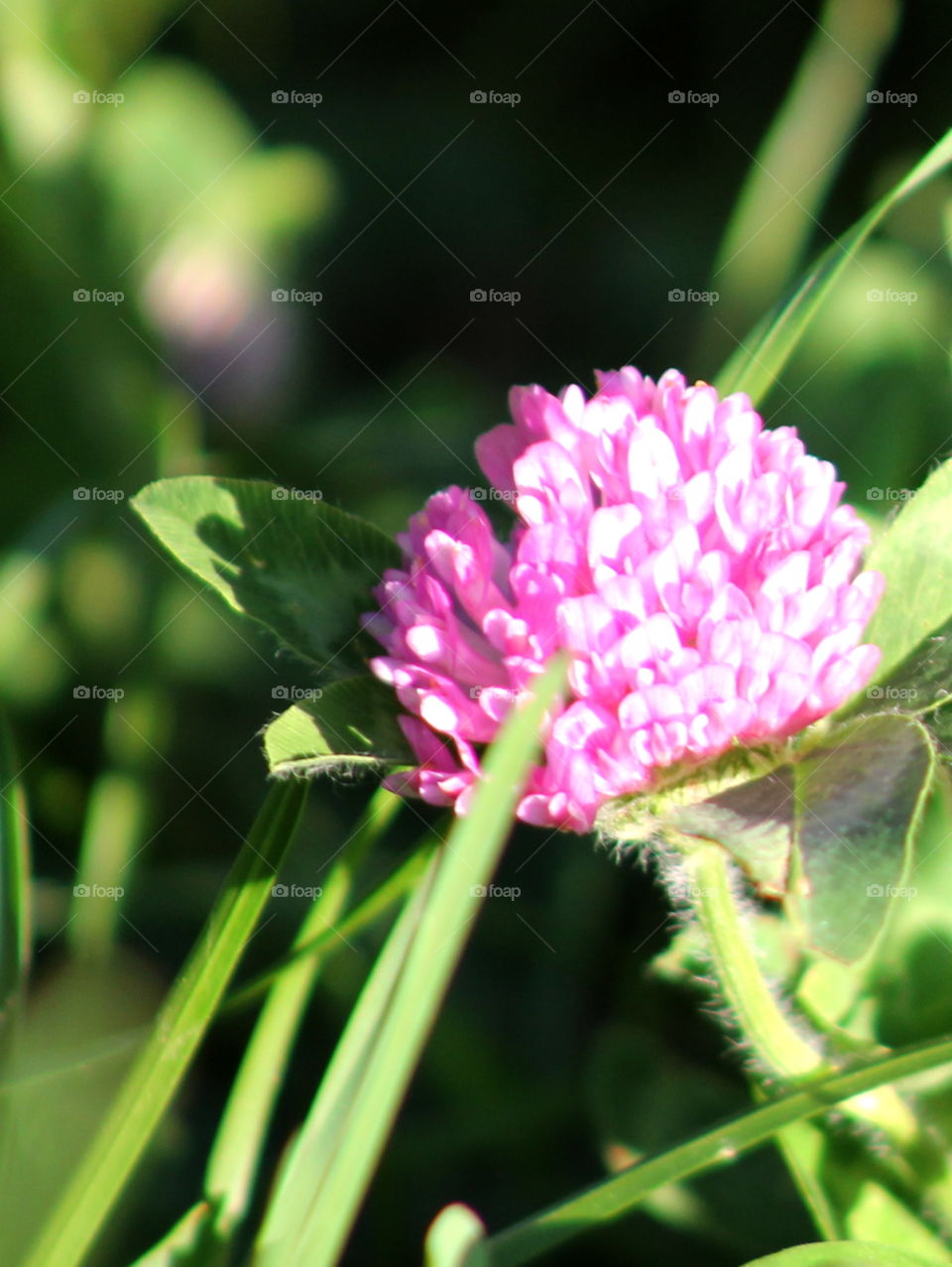 Small wild flower