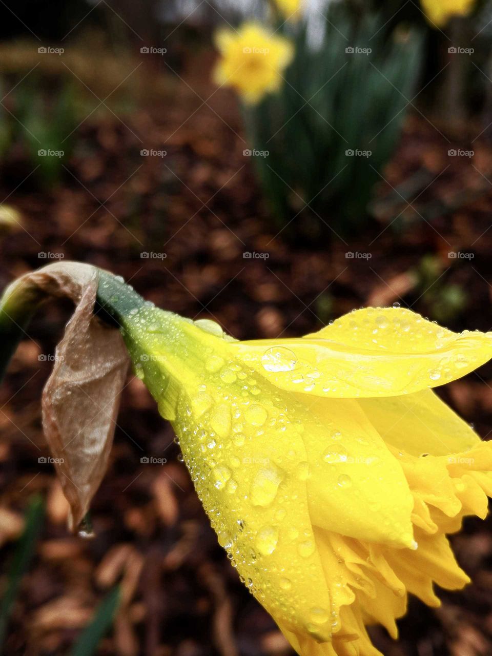 daffodil yellow micro