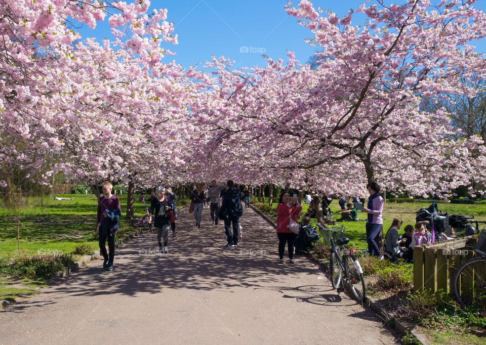 Pink park