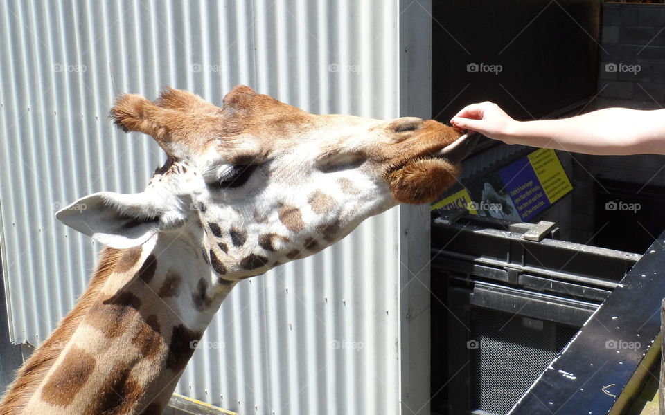 Giraffe licks a hand