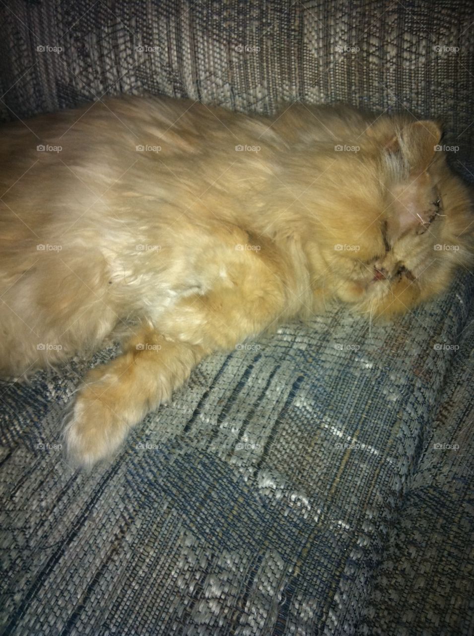 Life is so tough for my old Persian boy. He's a big lazy fur ball at the best of times, however here he was recovering from surgery, so the anesthetic was still affecting him. So there were many cat naps going on in my household.
