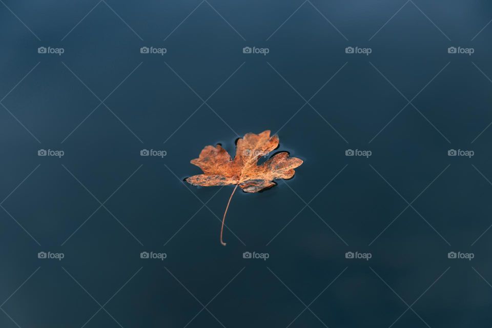 High angle view of leaf floating on water .