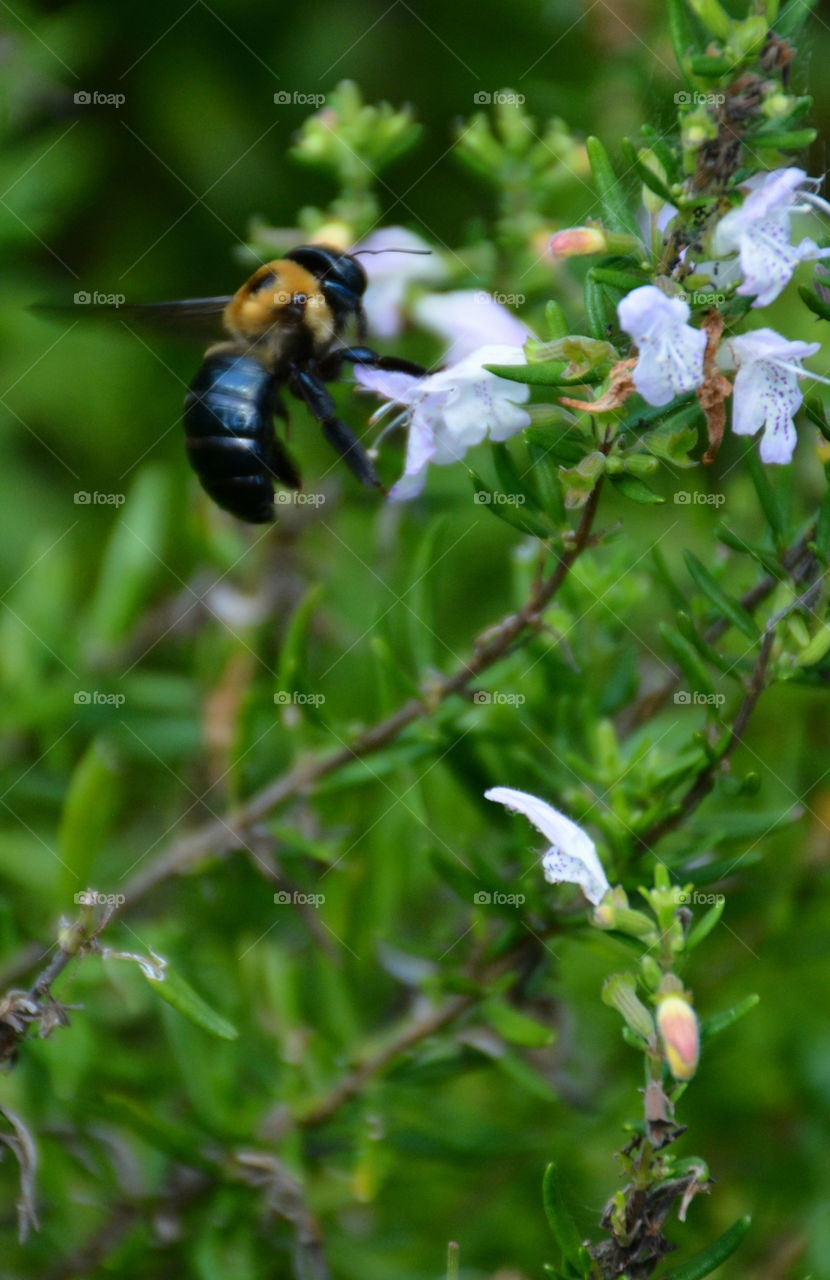 Bee's are an important part of our environment! They pollinate and feed on wild plants which becomes part of their life cycle! They struggle to survive in our environment because of direct and over use of chemicals! "Bee Aware"!