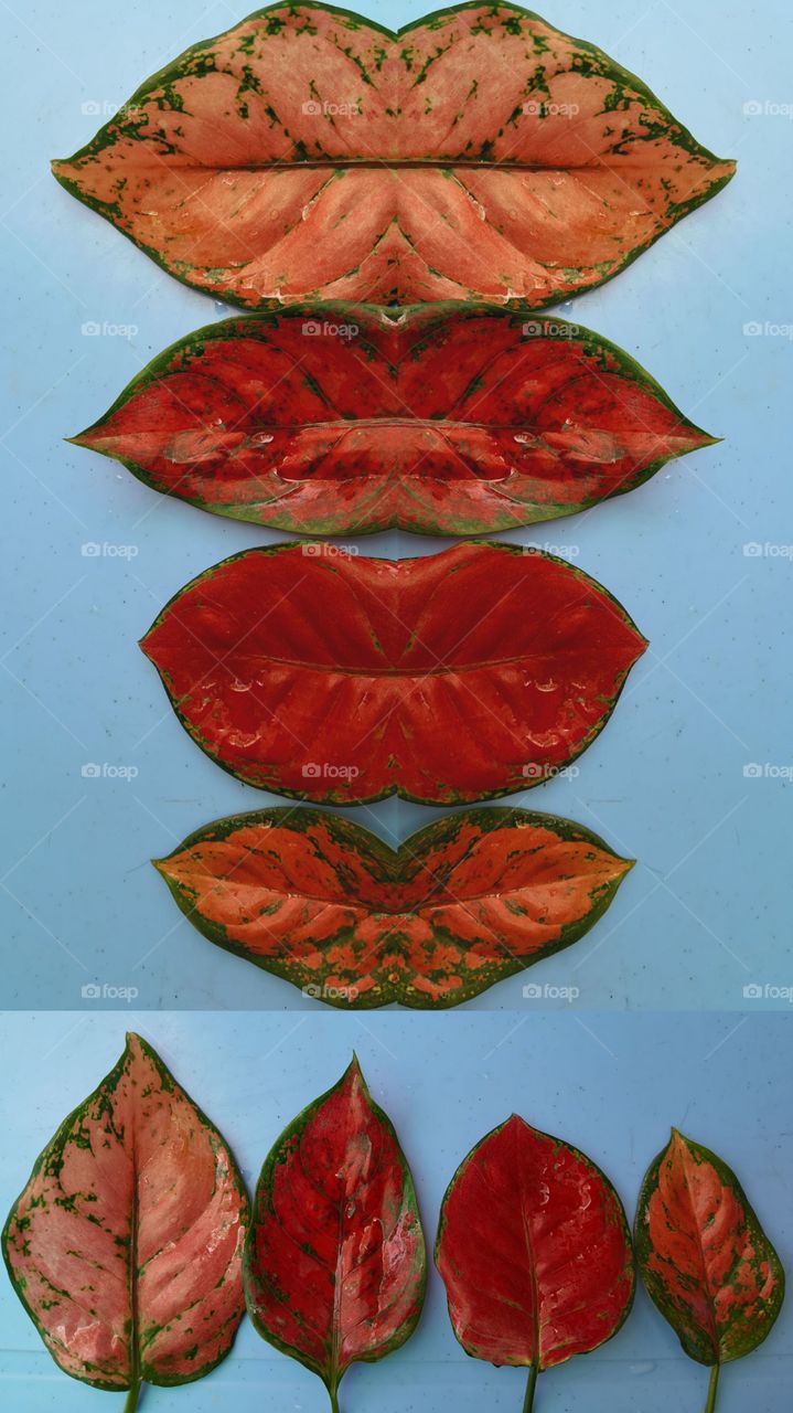 Coloured leaves in abstract design