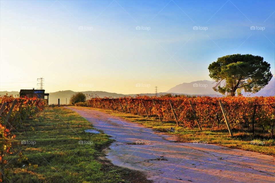 Vineyard field in a countryside