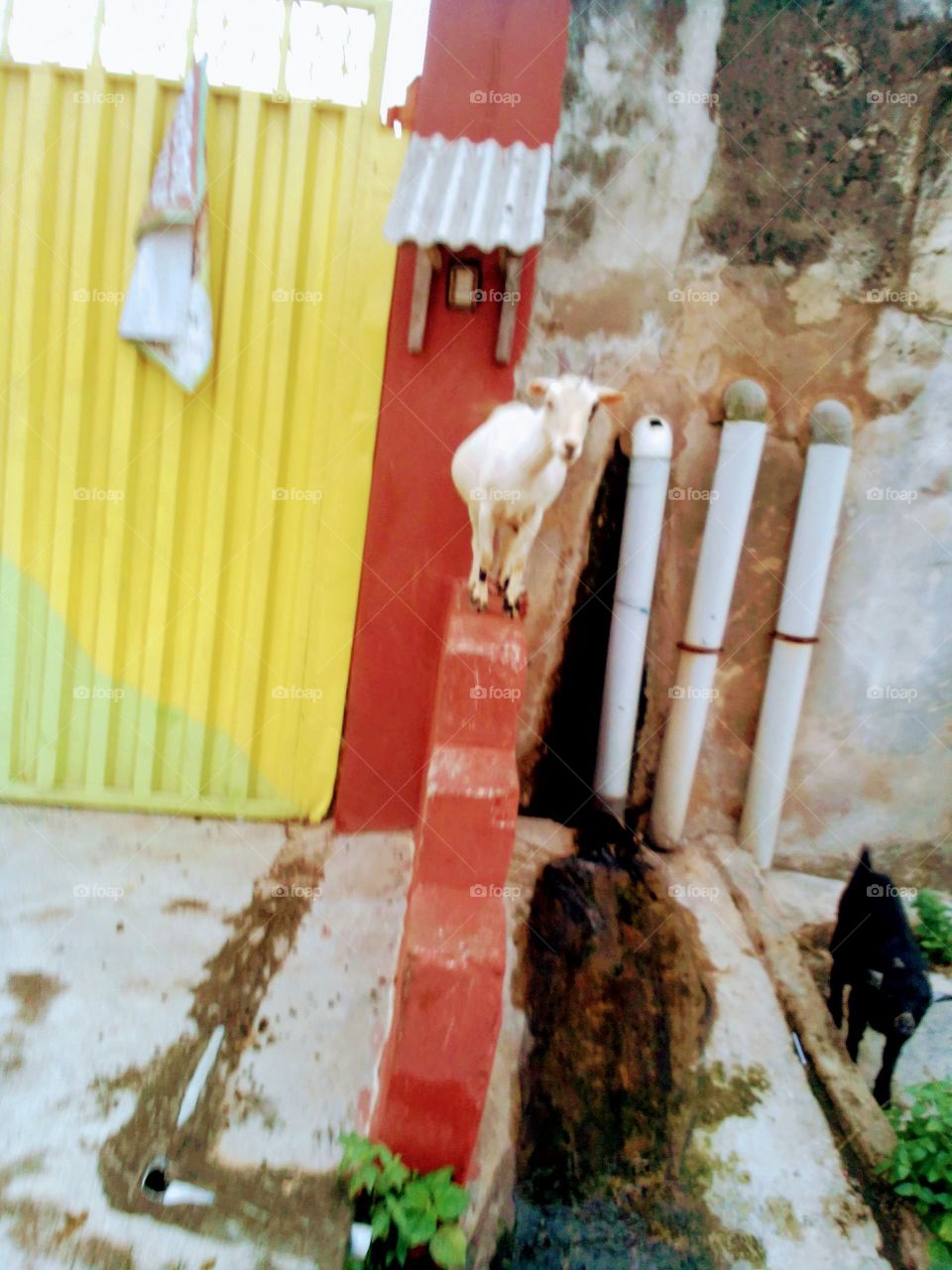 A goat doing watch security