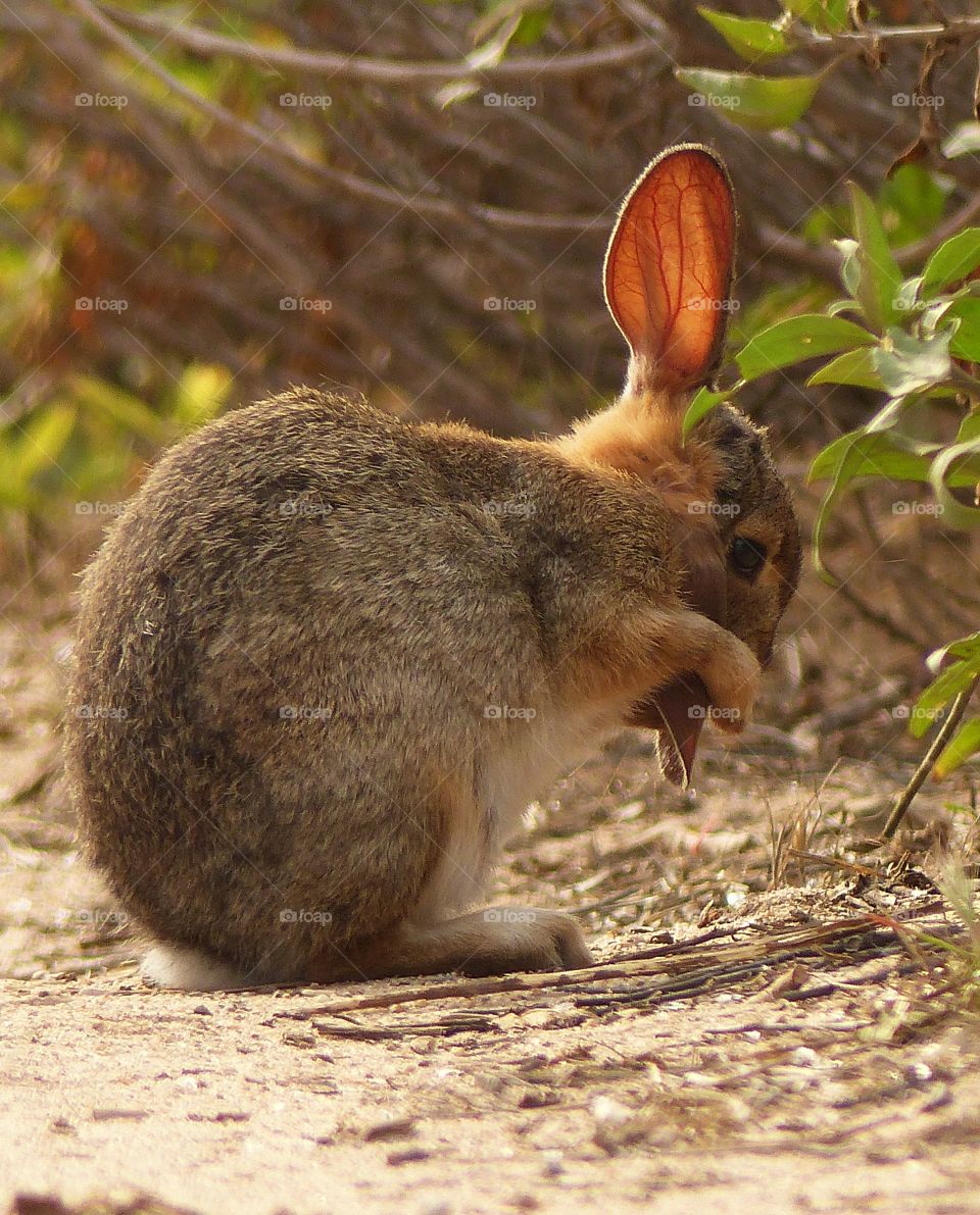 Close-up of rabbit