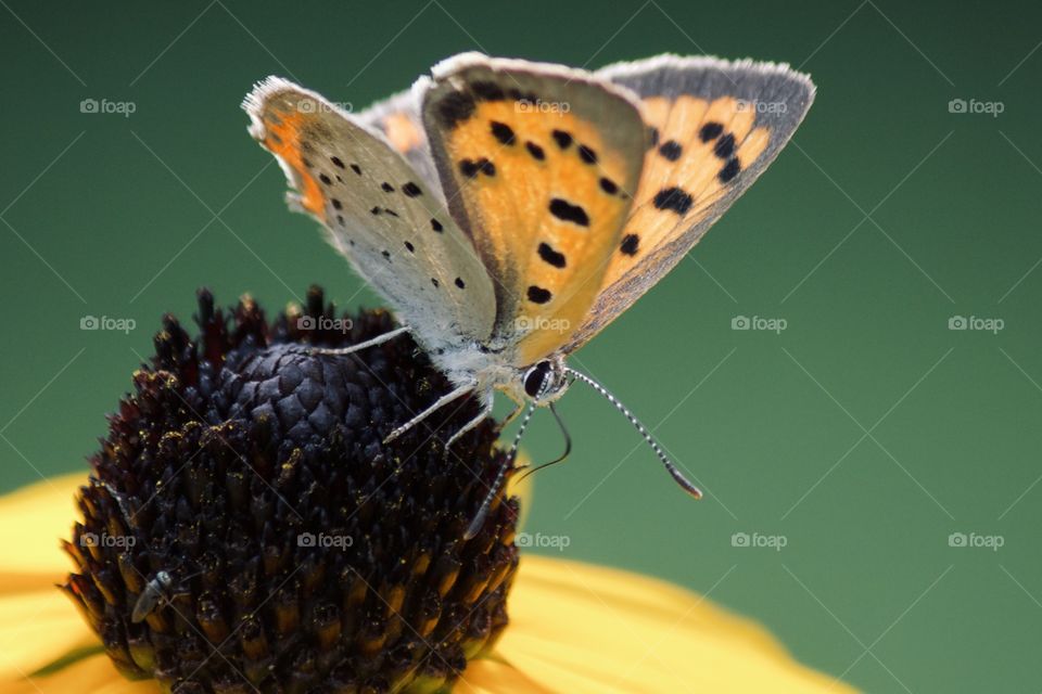 Butterfly on a black-eyed sally