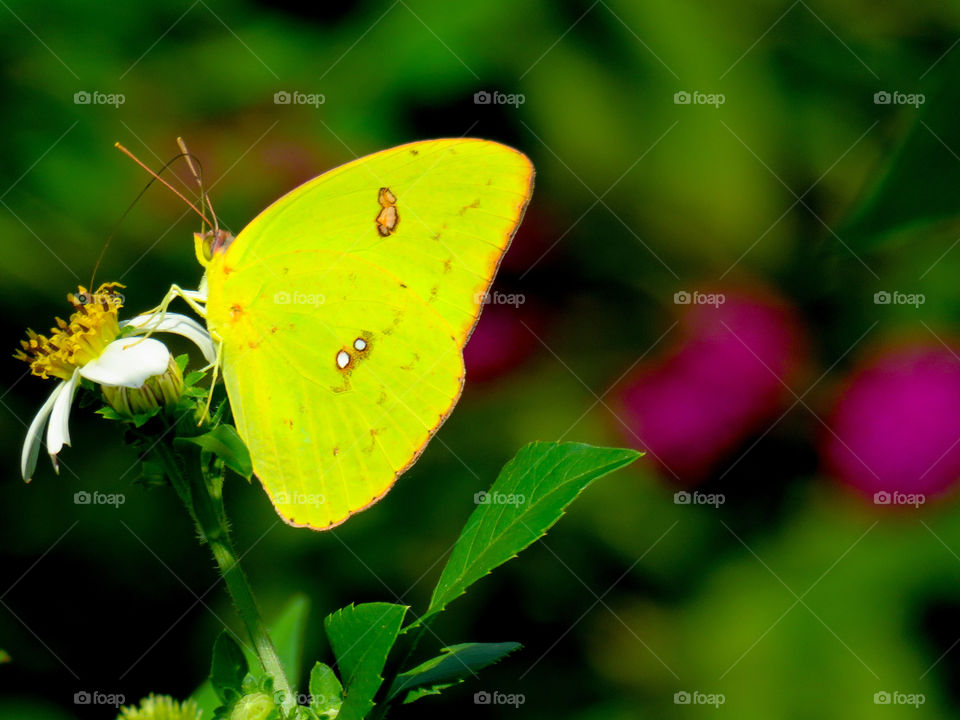 Sulphur butterfly