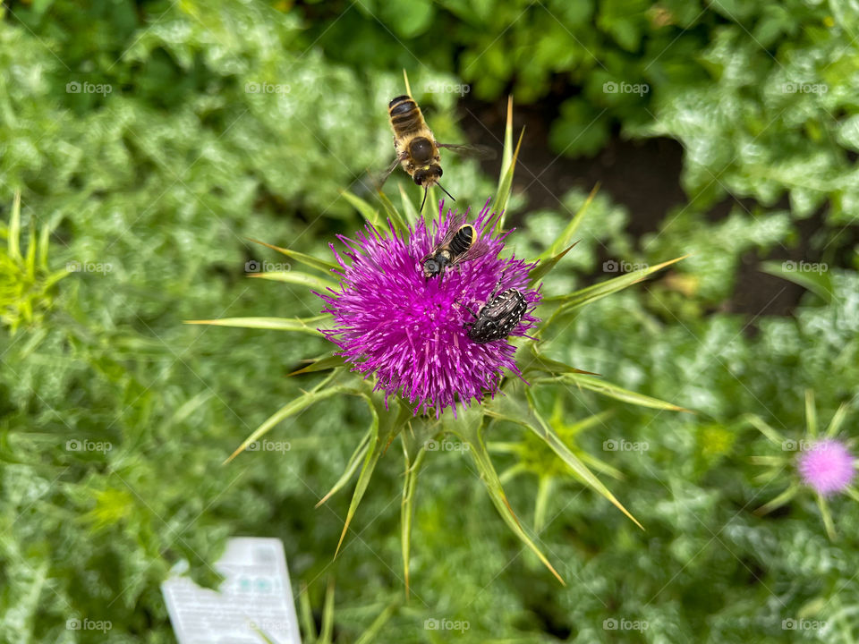 Bees and bug on milk thistle.