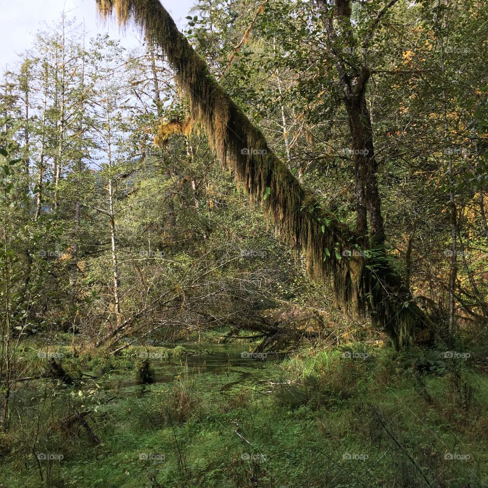 Trees in forest