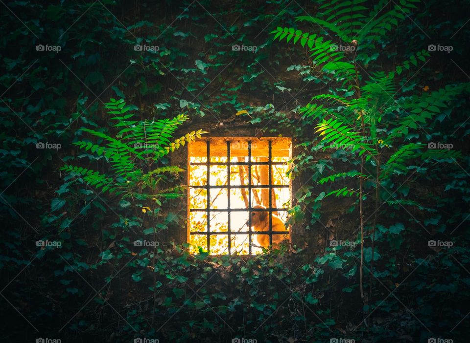 Dog behind sitting in the sun behind a wall covered in green plants