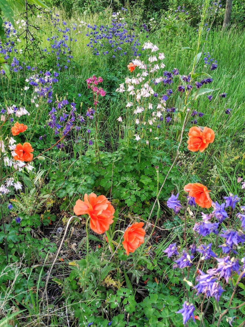 Spring meadow flowers