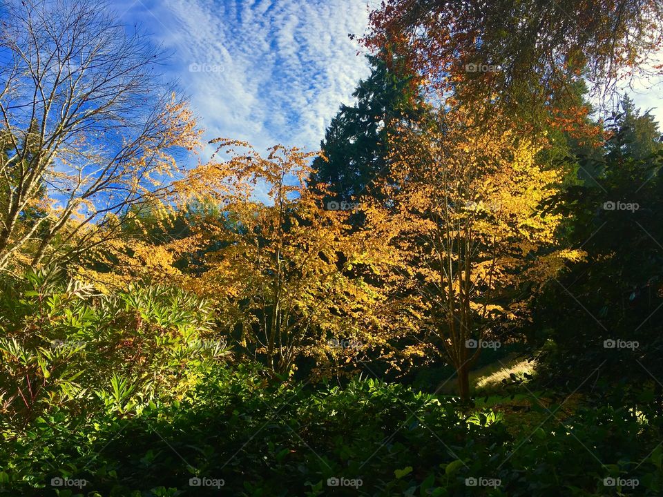 Trees in autumn