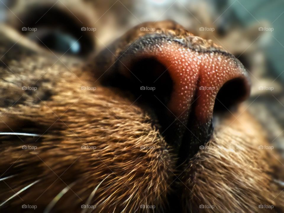 Closeup photo of cats nose and whiskers, dark colors, eyes in background 