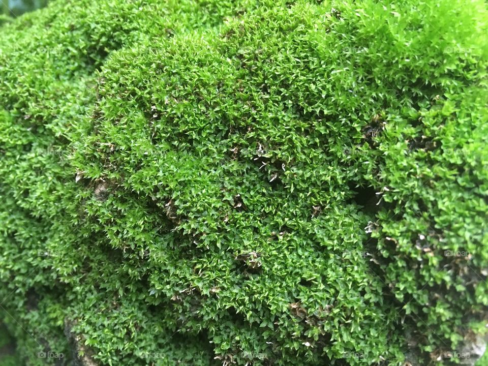 Nature moss on brick